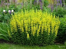 Вербейник точечный (желтый)