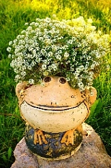 Шамот Лягушка на камне 