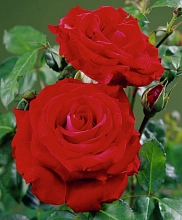 Роза 'Гранд Класс' (чайно-гибридная) (красная)