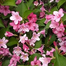 Вейгела цветущая 'Букет Роуз'