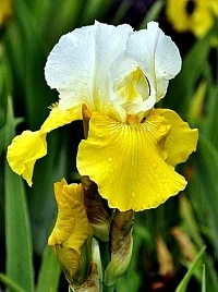 Ирис германский (бородатый) 'Тьюлип Фестиваль' 