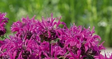 Монарда двойчатая (гибридная) 'Мелуа Вайолет'