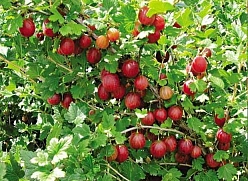 Крыжовник 'Русский розовый'