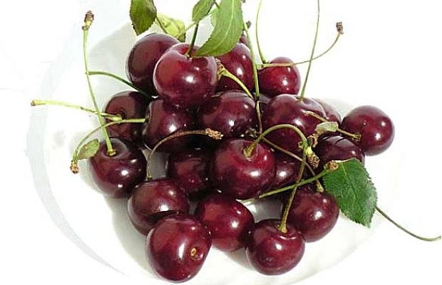 Вишня обыкновенная 'Виктория'