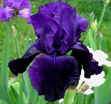 Ирис германский (бородатый) 'Тукседо' 