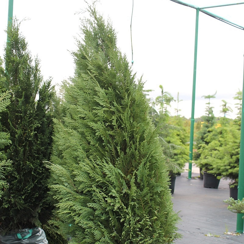 Кипарисовик Лавсона 'Уайт Спот'