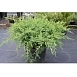 Можжевельник средний 'Пфитцериана Компакта'