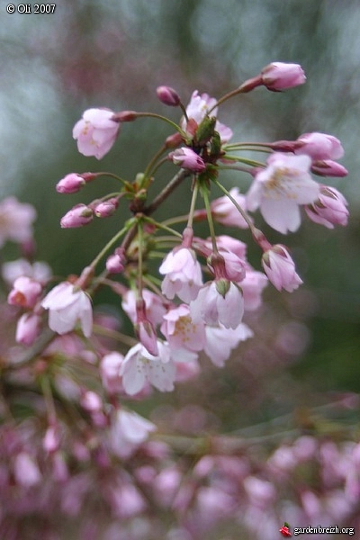 Вишня надрезаннолистная (сакура) 'Фэбруэри Пинк'