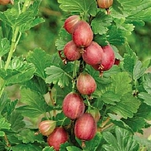 Крыжовник 'Станичный'