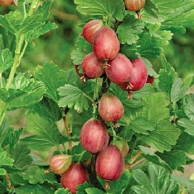 Крыжовник 'Станичный'