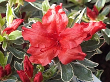 Рододендрон тупой (азалия) 'Хот Шот Вариегата' (красный)