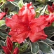 Рододендрон тупой (азалия) 'Хот Шот Вариегата' (красный)
