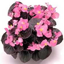 Бегония изящная 'Найтлайф Брайт Скарлет' (розовая с темным листом)