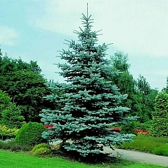 Ель колючая 'Хупси' Ель колючая 'Хупси'