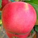 Яблоня домашняя 'Дельбар Жубиле' ('Юбилейное Дельбара')