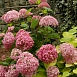 Гортензия древовидная 'Белла Анна'
