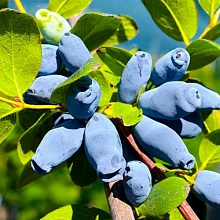 Жимолость съедобная 'Сластёна'