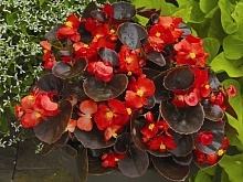 Бегония изящная 'Найтлайф Скарлет'(красный)