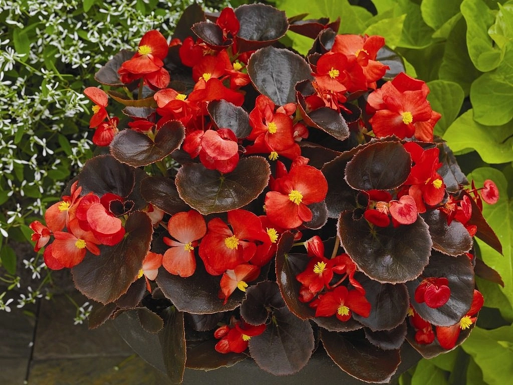 Бегония изящная 'Найтлайф Скарлет'(красный)