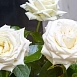 Роза 'Айл оф Уайт' (чайно-гибридная) (белая)