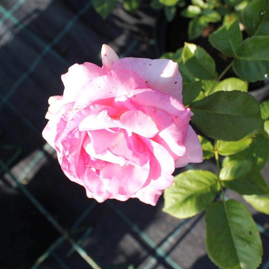 Роза 'Луи дэ Фюнес' (чайно-гибридная) (оранжевая)