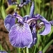 Ирис бородатый (Iris barbata)