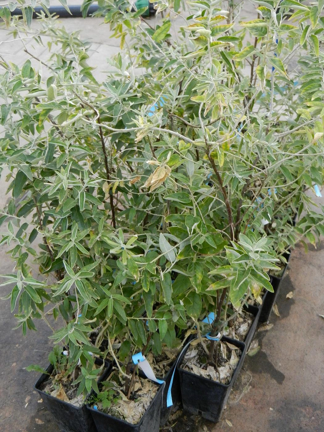 Лох узколистный (маслина)