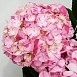 Гортензия крупнолистная 'Свит Фэнтези'