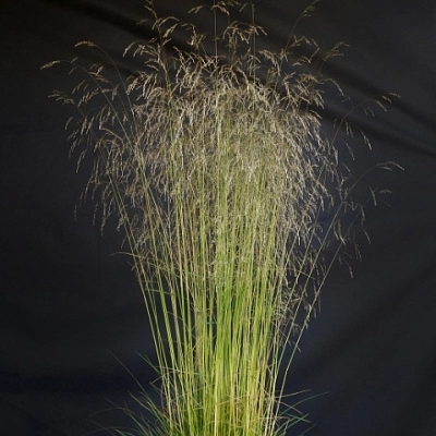 Луговик дернистый (щучка) 'Пикси Фонтан'