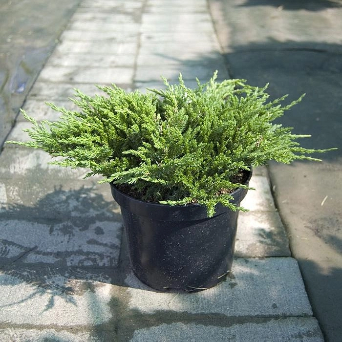 Можжевельник горизонтальный 'Принц оф Уэльс'