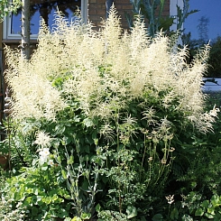 Астильба Арендса 'Браутшлейер' (белая)