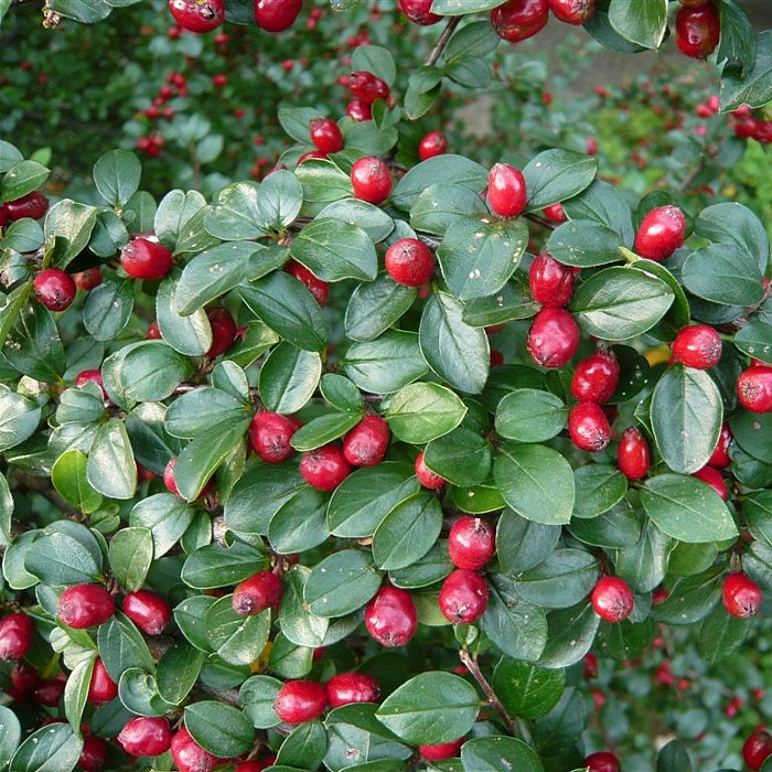 Кизильник растопыренный