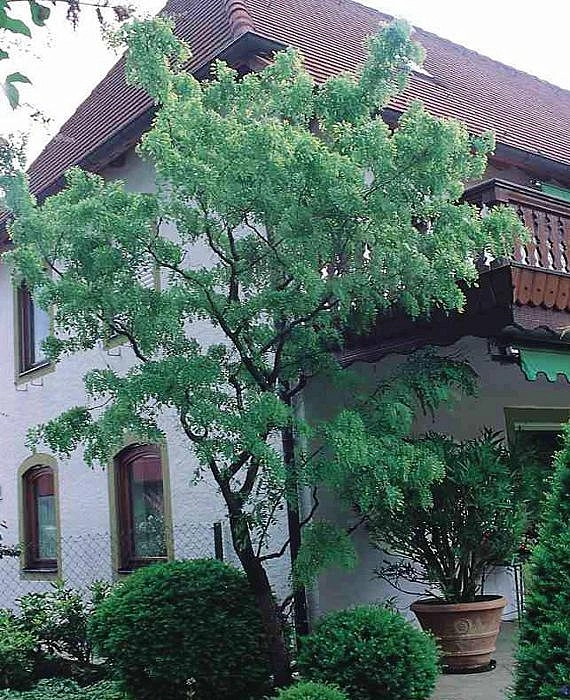 Робиния щетинистоволосистая 'Тортуоза'