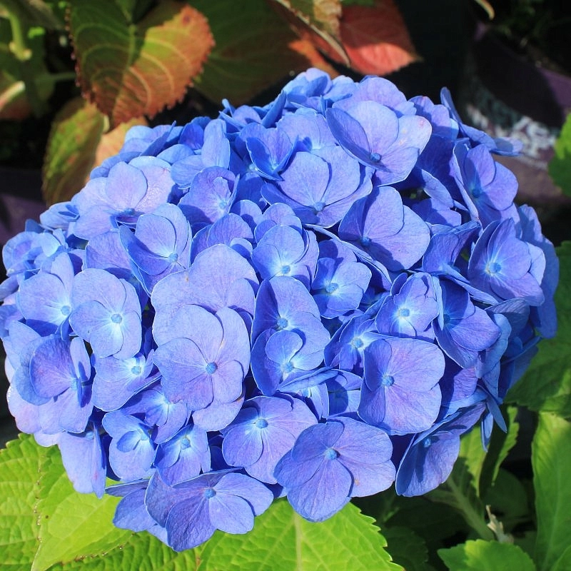 Гортензия крупнолистная 'Форевер энд Эвер'