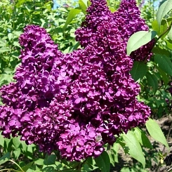 Сирень обыкновенная 'Адмирал Нахимов' (фиолетово-лиловые)