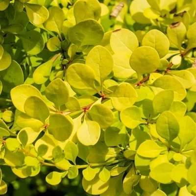 Барбарис Тунберга 'Ауреа'