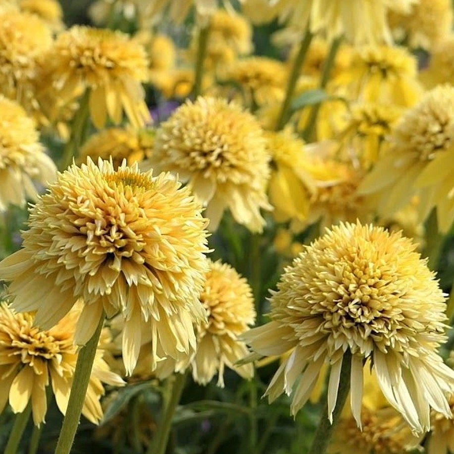 Эхинацея пурпурная 'Лемон Крим'