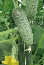 Огурец 'Наша Маша'