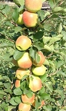 Яблоня колоновидная 'Болеро'