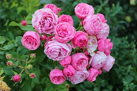 Роза 'Помпонелла' (флорибунда, парковая) (розовая)