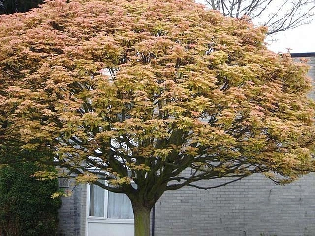 Клен ложноплатановый Клен ложноплатановый