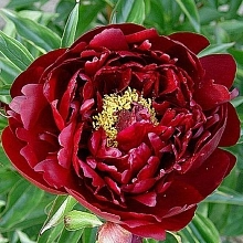 Пион молочноцветковый 'Петер Бранд' (темно карасный анемоцветный)