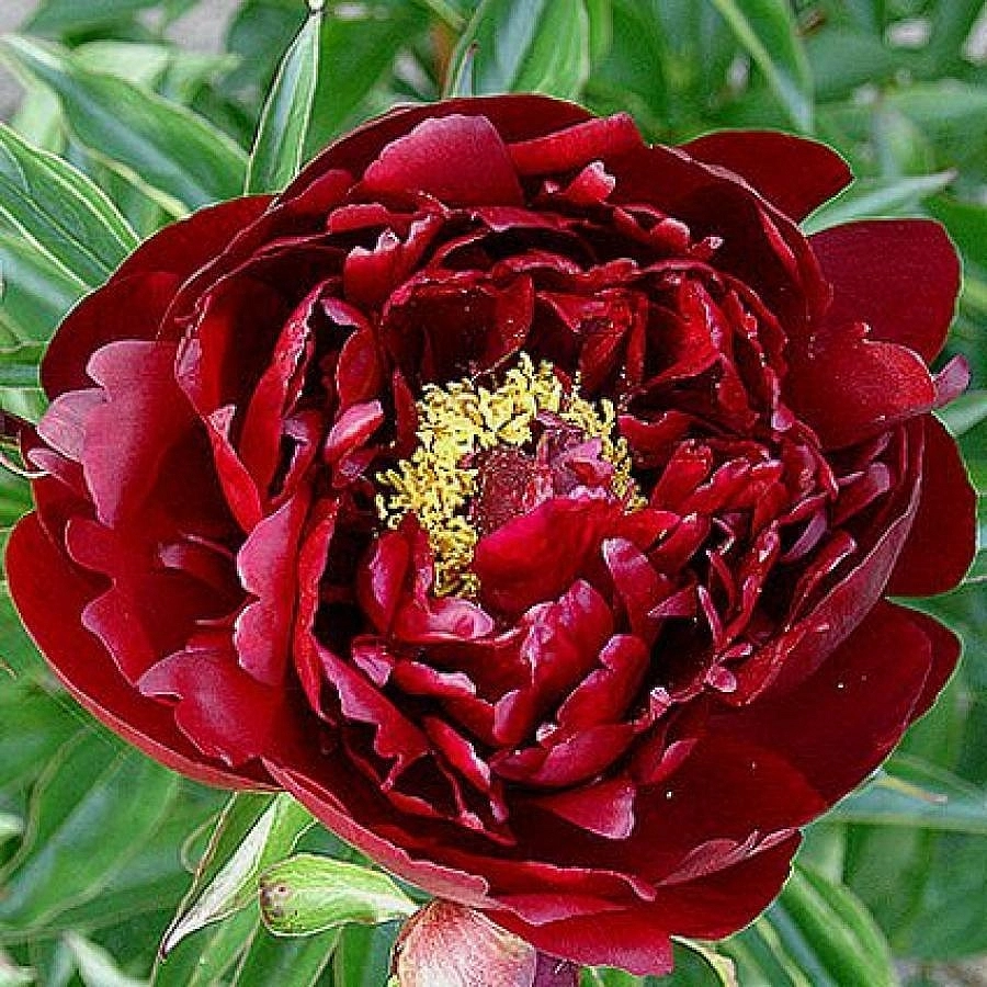 Пион молочноцветковый 'Петер Бранд' (темно карасный анемоцветный)