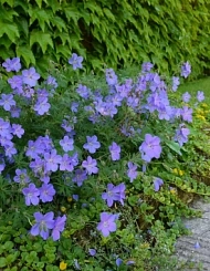 Герань гибридная 'Джонсонс Блю'