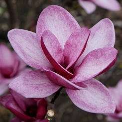 Магнолия 'Старбурст'