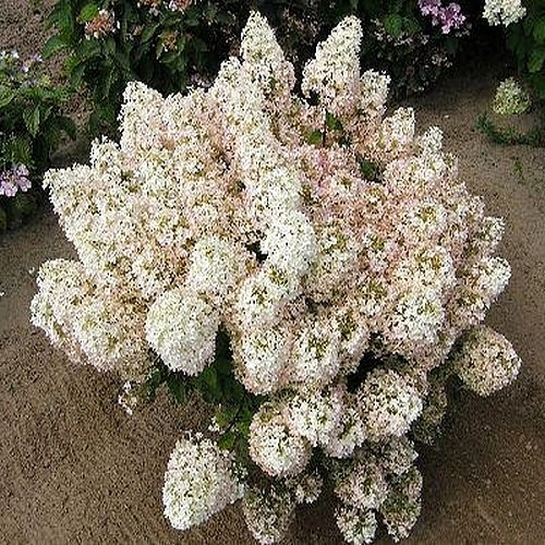 Гортензия метельчатая 'Бобо'