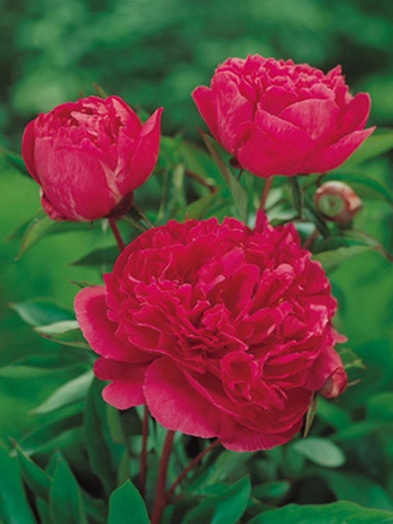 Пион молочноцветковый 'Виктор де ла Марне' (винно - красный)