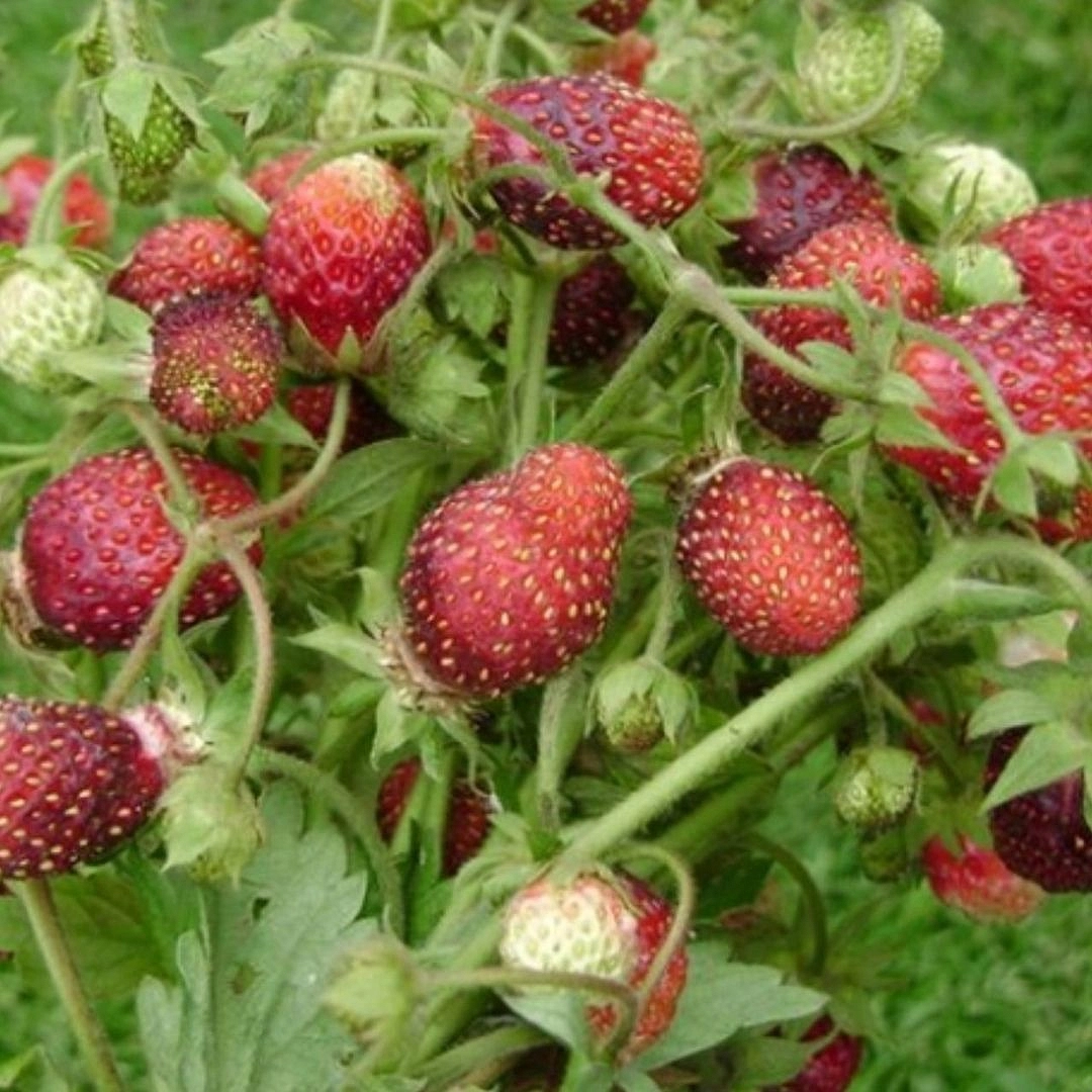 Земклуника (земляника и клубника) 'Раиса'