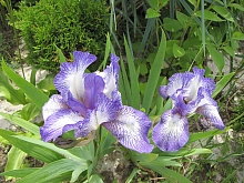 Ирис карликовый (гибридный) 'Петит Полька'