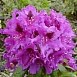 Рододендрон гибридный 'Азурро' (лиловый)